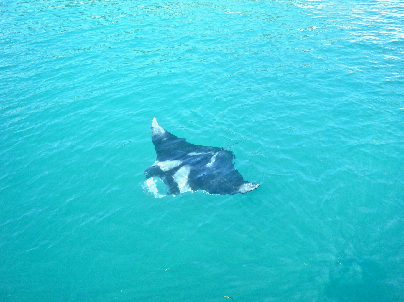 spotting animals you ve